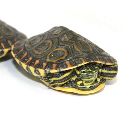 Nicaraguan Ornate Slider Turtle Morph Mania Reptiles
