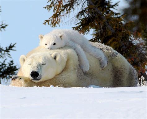 Vote For This Photo In The 2016 Wildlife Photo Contest Baby Polar