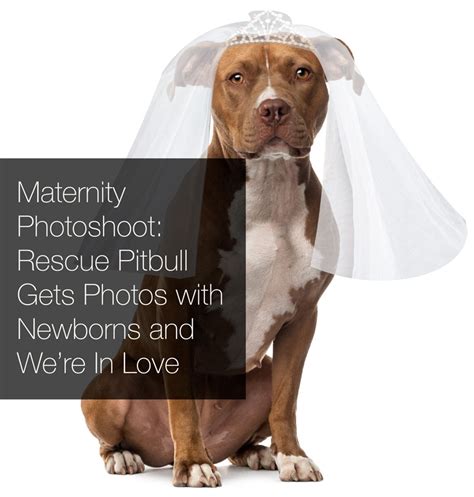 Maternity Photoshoot Pickles The Pitbull Gets Rescued And Glows In