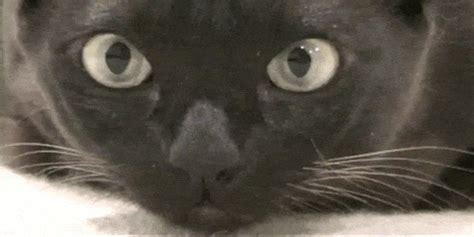 Cat Eyes  Find And Share On Giphy
