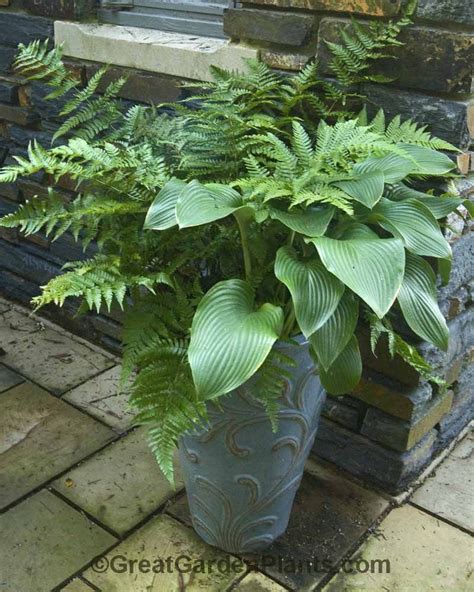 Shade Container With Hosta And Ferns And I Dont Need To Deadhead Or