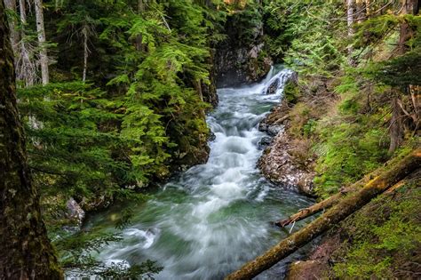 Forest Stream 4k Ultra Hd Wallpaper Background Image 4256x2832 Id