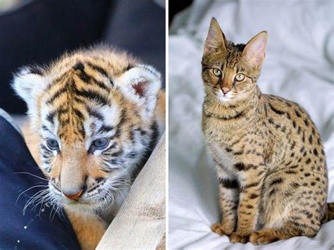 Gambar Anak Harimau Comel Baby Harimau Putih Dilahirkan Damion Roob