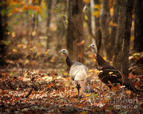 Wild Turkey Photograph By Jai Johnson