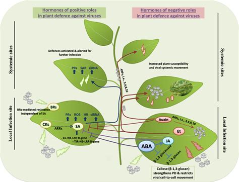 Roles Of Plant Hormones In The Regulation Of Hostvirus Interactions