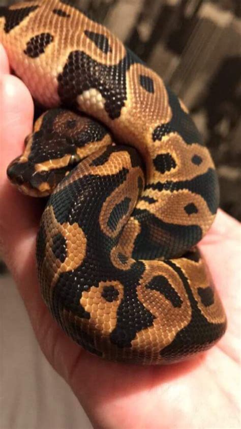 Leopard Ball Python Pet Snake Cute Snake Ball Python