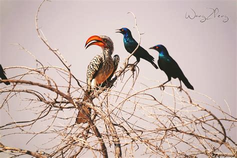 Birds In Namibia Zheng Wang Flickr