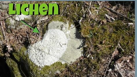 Lichen Algae And Fungi Working Together Youtube