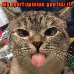 My Xpurt Opinion You Haz It Lolcats Lol Cat Memes Funny Cats