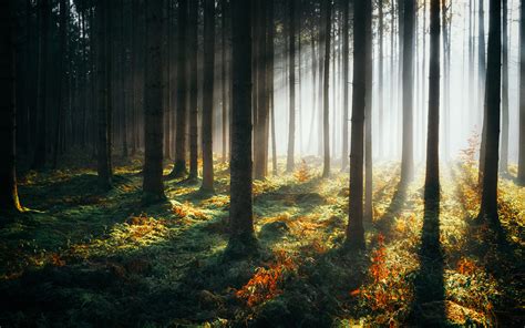1920x1200 Sunbeams Morning Forest 4k 1080p Resolution Hd 4k Wallpapers