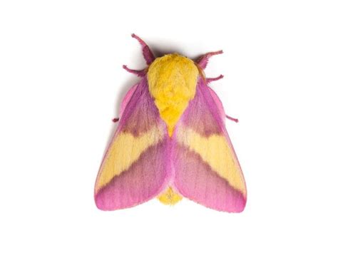 The Pink And Yellow Rosy Maple Moth Is An Eye Catching Garden Visitor