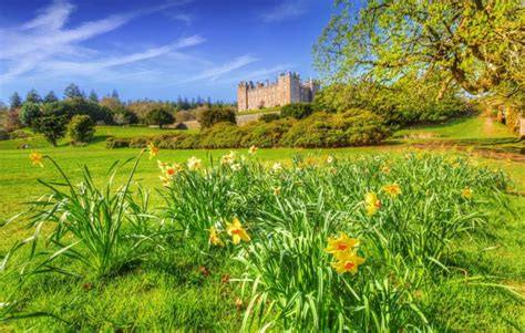 United Kingdom Castles Spring Daffodils Shrubs Grass Hdr