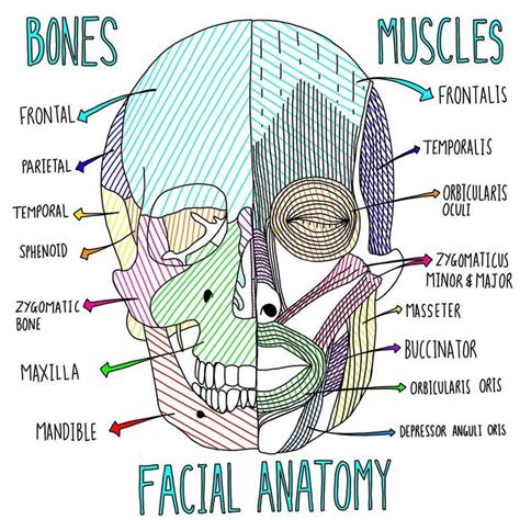 Complete anatomy has a wider depth and breadth of offerings than other anatomy platforms currently available (e.g. @the_littlemedic on Instagram: "Facial anatomy - Bones and Muscles #anatomy #skull #facial ...