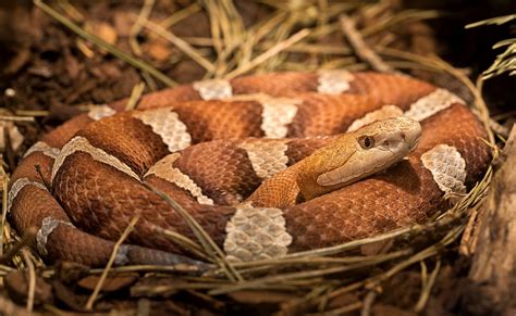 Download Copperhead Snake Reptile Animal Snake Hd Wallpaper By Thomas