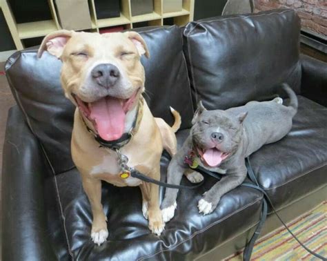 Smiling Pitties Pitbulls Pit Bulls Pinterest