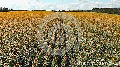 Aerial Drone View Of Sunflowers Field Rows Of Sunflowers On A Hill