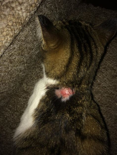 My Cat Has A Patch Of Fur Missing From The Back Of Her Neck There Is