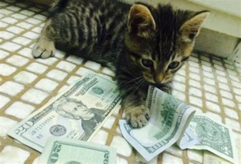 Cats And Money 30 Pics