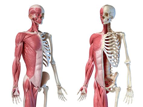Male Skeleton And Musculature Photograph By Leonello Calvettiscience