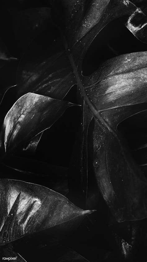 Download Premium Image Of Black And White Tropical Jungle Foliage