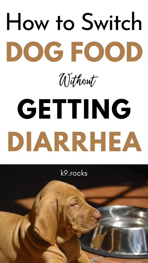 10 Best Dog Foods For Diarrhea A Comprehensive Guide To Making The