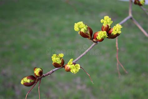 Buds Bloom On The Trees Branch Stock Image Image Of Green Fresh
