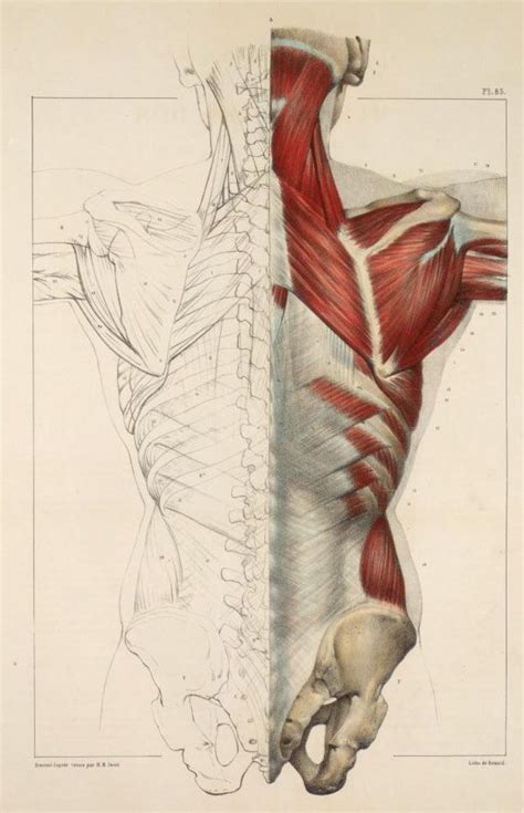 Plates from the book Traité complet de l anatomie de l homme Manuel d anatomie Dessin