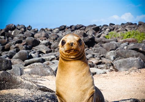 Baby Sea Lion Photo Bomb In Galapagos Islands