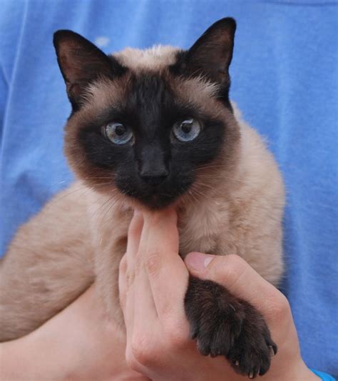 2716 Best Siamese Cats I Have A Blue And Seal Point Images