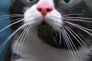 Cat whiskers are very sensitive organs, capable of picking up tactile, proprioceptive, and vibration information from its surroundings. How to Prevent Whiskers Loss in Cats? | All about cats