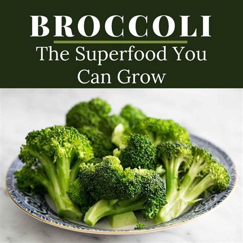 Broccoli A Superfood You Can Grow