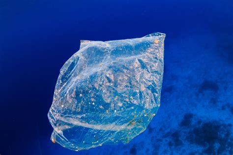 How Plastics Affect Sea Turtles Bees Wrap