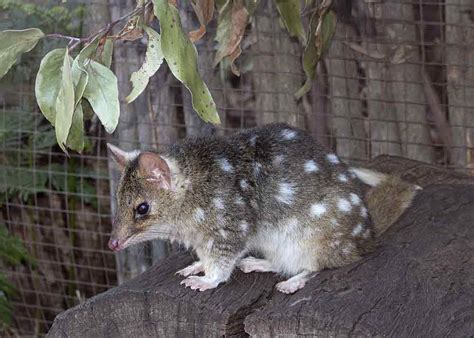 Eastern Quoll Profile Traits Facts Range Skull Teeth Track