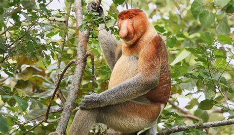 Wildlife In Borneo