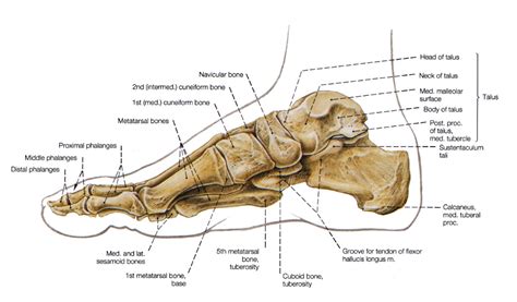 Bones Of The Leg And The Foot Skeleton Of The Hindlimb Foot