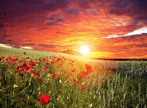 Scenery Sunrises And Sunsets Fields Sky Poppies Sun Hd Wallpaper