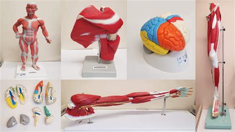 Human Anatomical Models Now Available At Gutman Library Library News