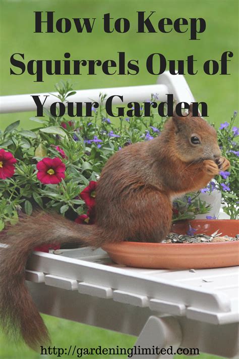 How To Get Rid Of Squirrels Out Of Your Garden How To Get Rid Of