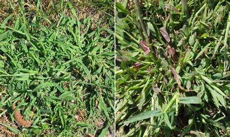 How To Get Rid Of Crabgrass Crabgrass Control And Prevention