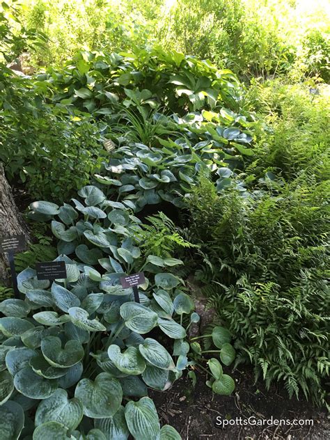 Hostas And Ferns Spotts Garden Service
