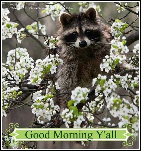 Pin By Marsha Humphreys Badgett On Happy Day Greetings Good Morning