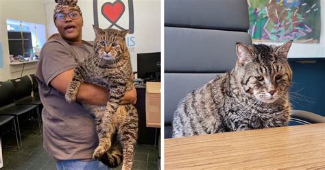 After People Went Crazy Over This 26lb Chonky Cat He Finally Gets Adopted Bored Panda