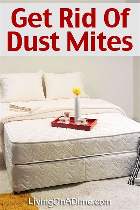 How To Get Rid Of Dust Mites Dust Mites Dust Mite Allergy Mites