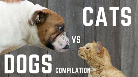 Cats Vs Dogs Compilation Funny Dog And Cat Videos 1