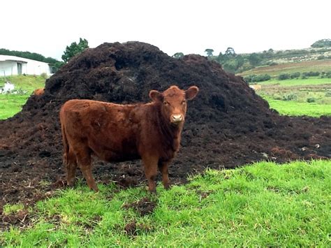 Manure To Energy