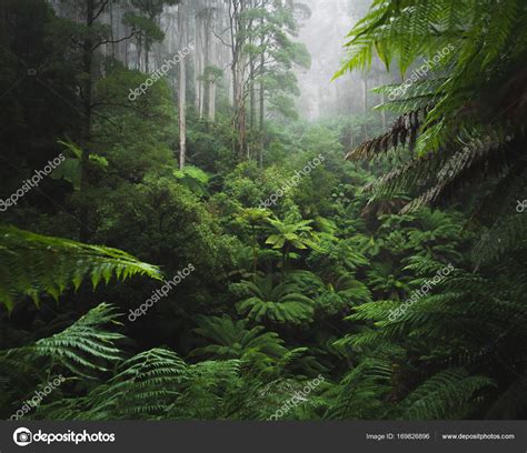 Lush Rain Forest With Morning Fog Stock Photo By ©simonbennett 169826896