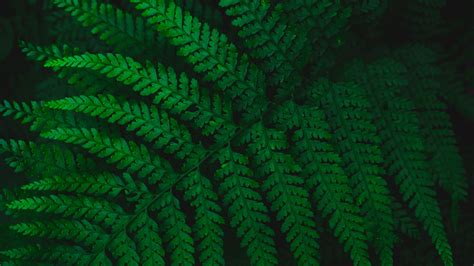 Fern Leaves Green Macro Plant Vegetation Carved 4k Hd Wallpaper