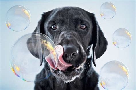 How To Make Edible Bubbles For Dogs