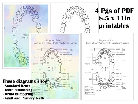 Printable Tooth Chart With Numbers And Letters