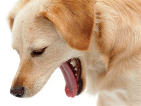 Qué hacer si tu perro se atraganta y no puede respirar